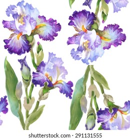 Summer meadow iris flowers watercolor seamless pattern on white background vector illustration