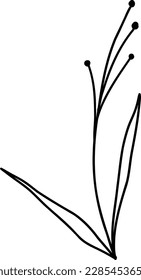 Summer meadow line art wildflowers, herbs and stems. Flowers and leaves.