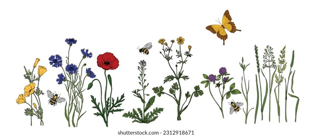 Summer meadow plants and insects. Colorful wildflowers, bumblebees and butterflies on a white background. Floral natural pattern vector flat illustration.
Formats Vector images