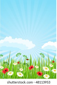 Summer meadow with poppies and daisies