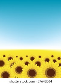 Summer meadow, sunflowers field