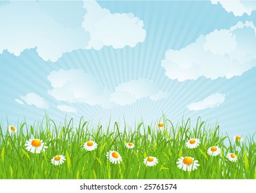 Summer meadow. Vector background.