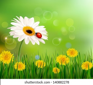 Summer nature background with ladybug on white flower. Vector.