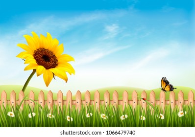 Summer nature landscape background with sunflower and blue sky. Vector.