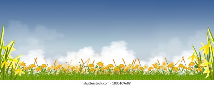 Summer nature with sky blue,fluffy cloud, sunflowers, daffodils and green grass fields, Spring background with morning sky and yellow floers.Tamplate banner for Easter or Spring background