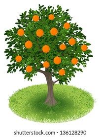 Summer Orange Tree with orange fruits in green field, illustration