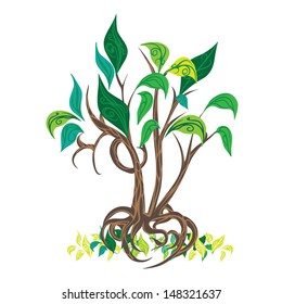 Summer ornamental tree with roots
