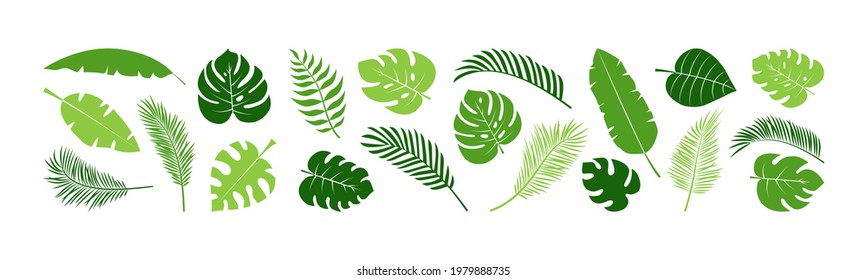 Summer palm leaf vector green plant, exotic nature set. Jungle illustration