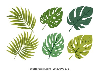 Summer palm leaf vector green plant, exotic nature set isolated on white background.