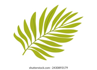 Summer palm leaf vector green plant, exotic nature set isolated on white background.