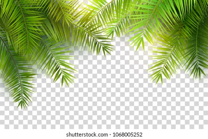 Summer palm leaves on transparent background