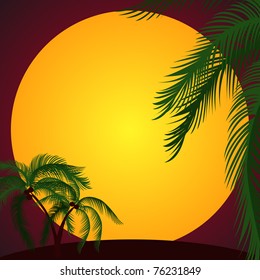 Summer palm on sunset background