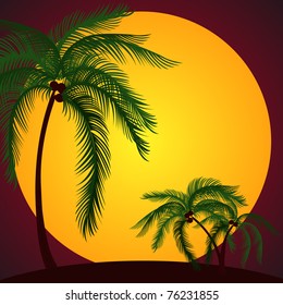 Summer palm on sunset background