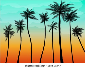 summer palm sunset