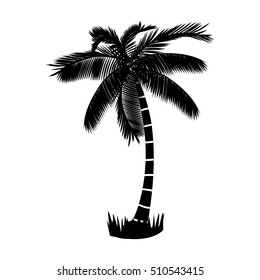 summer palm tree