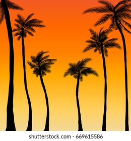 summer palm trees sunset