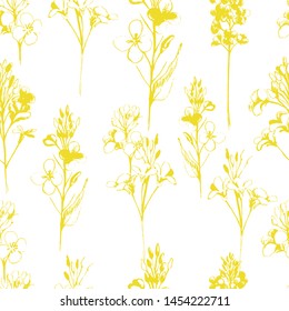 Summer pattern with flowers, canola. Hand draws field plants in ink, Oliy canola. botanical illustration vintage. Sprig with leaves, buds, flowers. Design for printing, wrapping, wallpaper, textiles.
