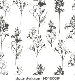 Summer pattern with flowers, canola. Hand draws field plants in ink, Oliy canola. botanical illustration vintage. Sprig with leaves, buds, flowers. Design for printing, wrapping, wallpaper, textiles.