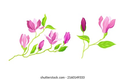 Planta de verano con flores rosas, brotes y hojas, tarjeta de saludo o ilustración vectorial de diseño de invitación