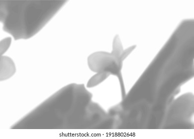 Summer plant shadow background. Shadow of the flower a violet flower on the white wall. White and black for a photo or mockup. Vector