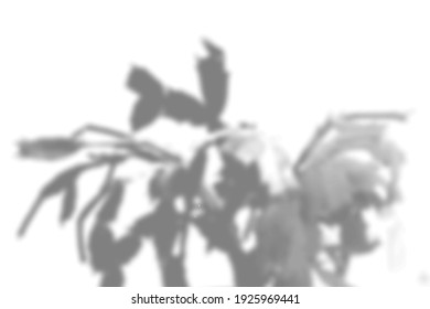 Summer plant shadow background. Shadow of the flower of zygocactus on the white wall. White and black for superimposing a photo or mockup. Vector