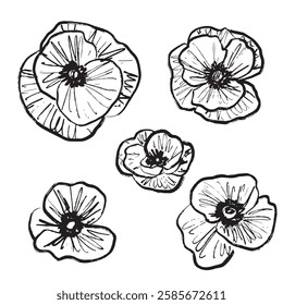 Summer poppy flower isolated on white background in brush stroke texture. Hand drawn vector sketch illustration in vintage charcoal ink style. Greeting card design, invitation floral store logo design