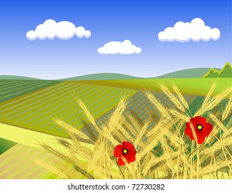 summer rural landscape with poppy