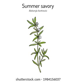 Sommer Savory (Satureja Hortensis), essbare und medizinische Pflanze. handgezeichnete botanische Vektorgrafik