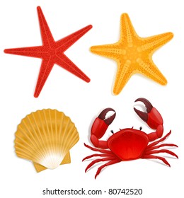 Summer sea life creatures, star fish, shell, red crab