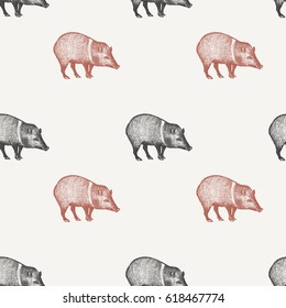 Summer seamless pattern with animals South America. Wild pig. Black and red peccary on pastel background. Hand drawing of wildlife. Vector illustration art.  Vintage design for fabrics, paper