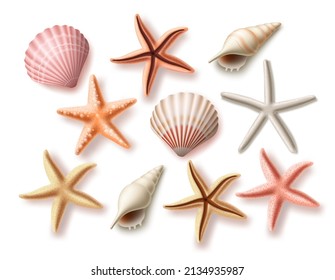 Summer seashells vector set. Beach sea shells collection and assorted aquatic objects isolated in white background for design elements. Vector illustration. 
