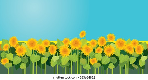 Summer season, nature picture, field of sunflowers under blue sky