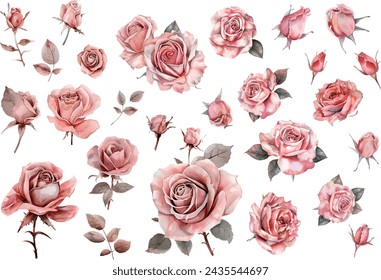 Summer set of beautiful flowers. Roses, buds and leaves