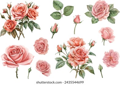 Summer set of beautiful flowers. Roses, buds and leaves