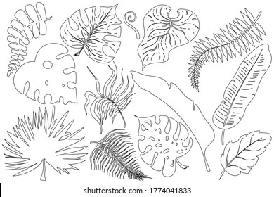 Sommerset aus schwarzen Umrissen tropische Blätter Palmen und Baumelemente einzeln auf weißem Hintergrund. Exotisches Dschungelblatt. Vektorgrafik. Design für Karten, Web, natürliche Produkte.