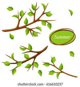Summer set with branches of tree and green leaves. Seasonal illustration.