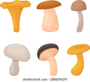 A summer set consisting of various edible mushrooms. Forest mushrooms. Vector illustration isolated on a white background