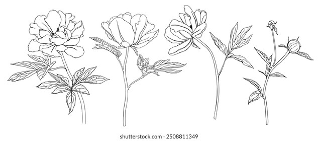 Summer set of flowers peony. Vector pencil hand drawn illustration of blooming peony on isolated background. Bundle with outline drawing of leafs. Sketch in line art style painted by black inks.