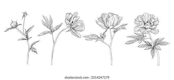 Conjunto de verano de flores de peonía. Vector lápiz dibujado a mano ilustración de peonía floreciente sobre fondo aislado. Paquete con dibujo de contorno de hojas. Boceto en estilo de arte de línea pintado con tintas negras.