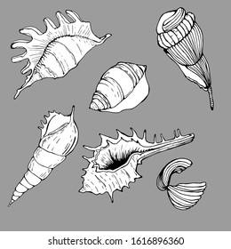 Summer set with shells, raps. Hand-made graphics of marine themes, treasures of the ocean, sea. beautiful shells of different shapes. Coloring set for children gray isolate. for packaging, wallpaper, 