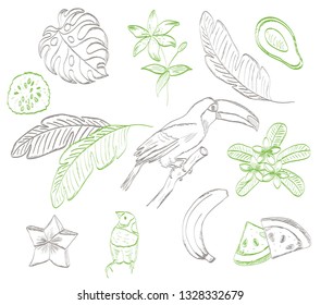 Summer set of tropical fruits, flowers, leaves and birds. Contour illustration.