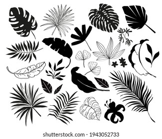 Summer set of tropical palm leaves. Vector illustration black silhouette on white background isolated