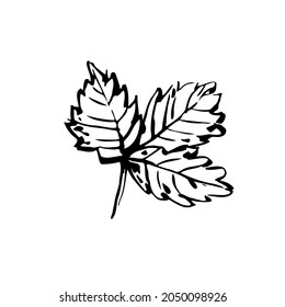Summer sketch outline leaf. Hand-drawn line textured herb on white background. Doodle graphic plant image. Nature, gardening, forest, fall sign. Carved inked leaf. Vector botanical season illustration