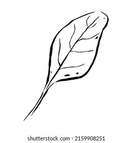 Summer sketch outline leaf. Hand-drawn line textured herb on white background. Doodle graphic plant. Nature, gardening, forest, fall, eco sign. Carved ink leaf. Vector botanical season illustration