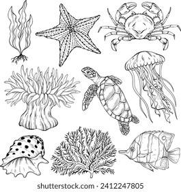 summer sketch of underwater set. Various shell, algae, turtle, crab, crayfish, jellyfish, shell coral starfish anemone Vector illustration