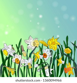 Summer spring card with space for text. Delicate flowers of daffodils,narcissus with leaves. Template for cards, invitations, weddings.Hand drawing, botanical illustration.
