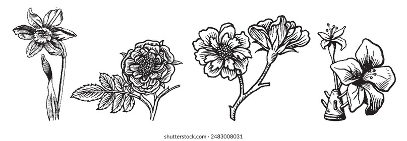 Verano, rama de flor de primavera. Antiguo, retro, ilustración vintage dibujada a mano. Dibujo Linocut. Elemento floral de viñeta.  Vector grabado ilustración floral.