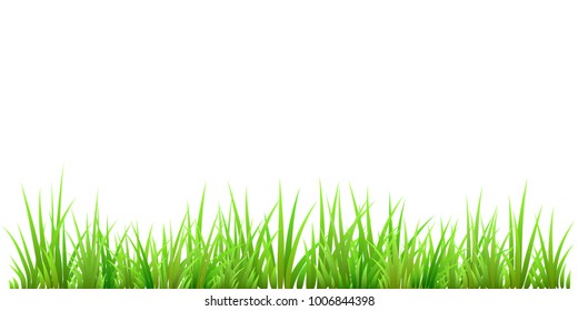 Summer or Spring Green Grass isolated on white background. Long format. Vector illustration