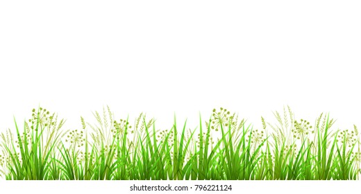 Summer Or Spring Green Grass Isolated On White Background. Long Format. Vector Illustration