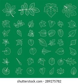 Summer, spring leaves set. Green linear flat icon, vector